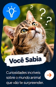 Você Sabia